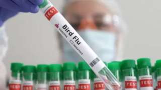 h5n2_H43Hb.jpg