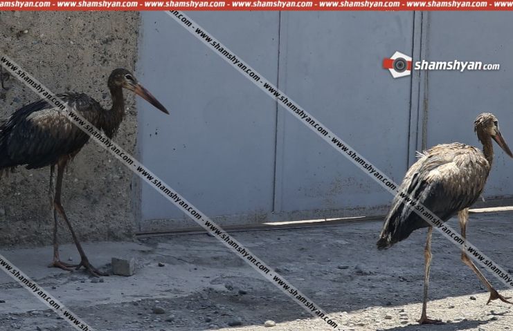 spitak-aragilner_oFJ30.jpg
