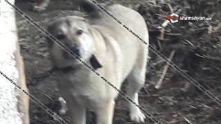 ffi_DD90p.jpg
